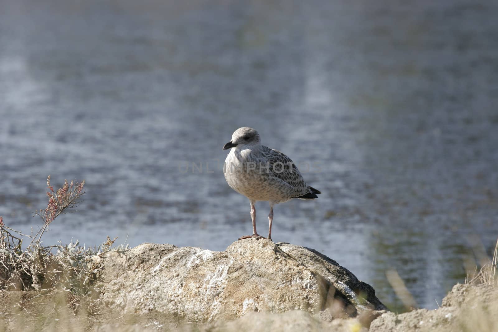 seagull in nature