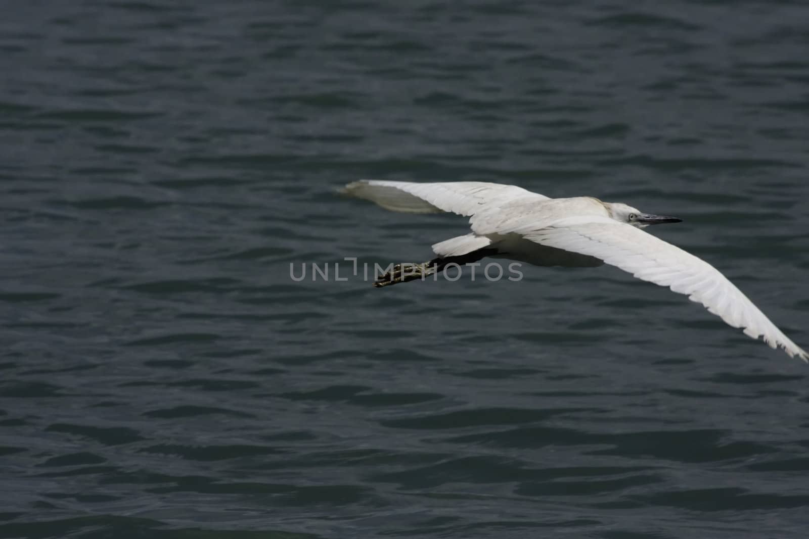 seagull in nature