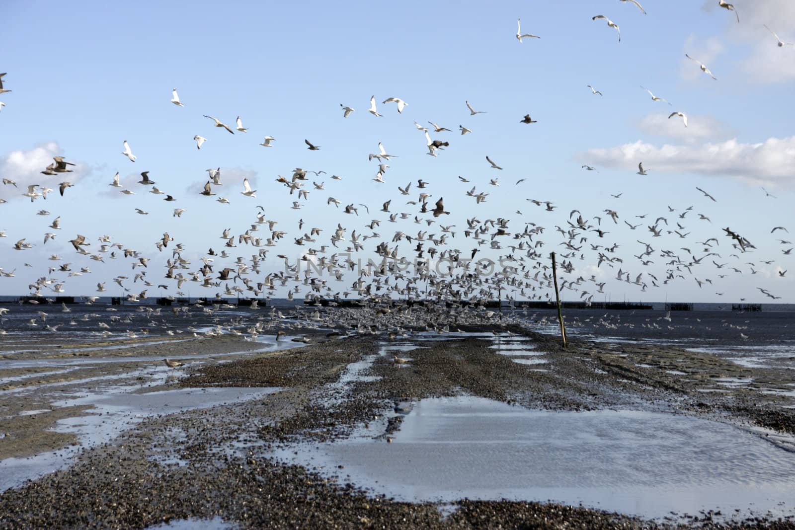 seagull in nature