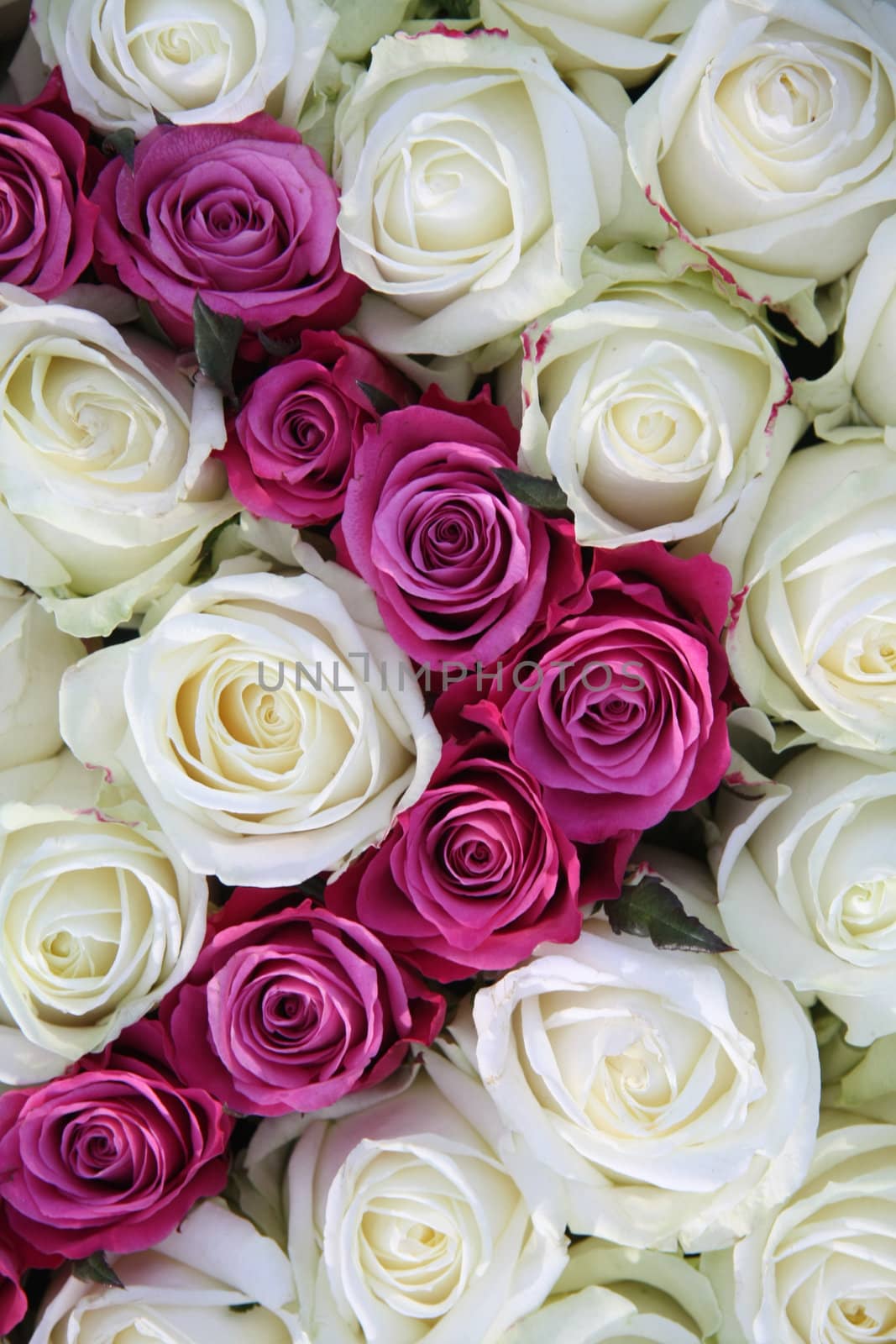 Floral arrangement made off big white and pink roses