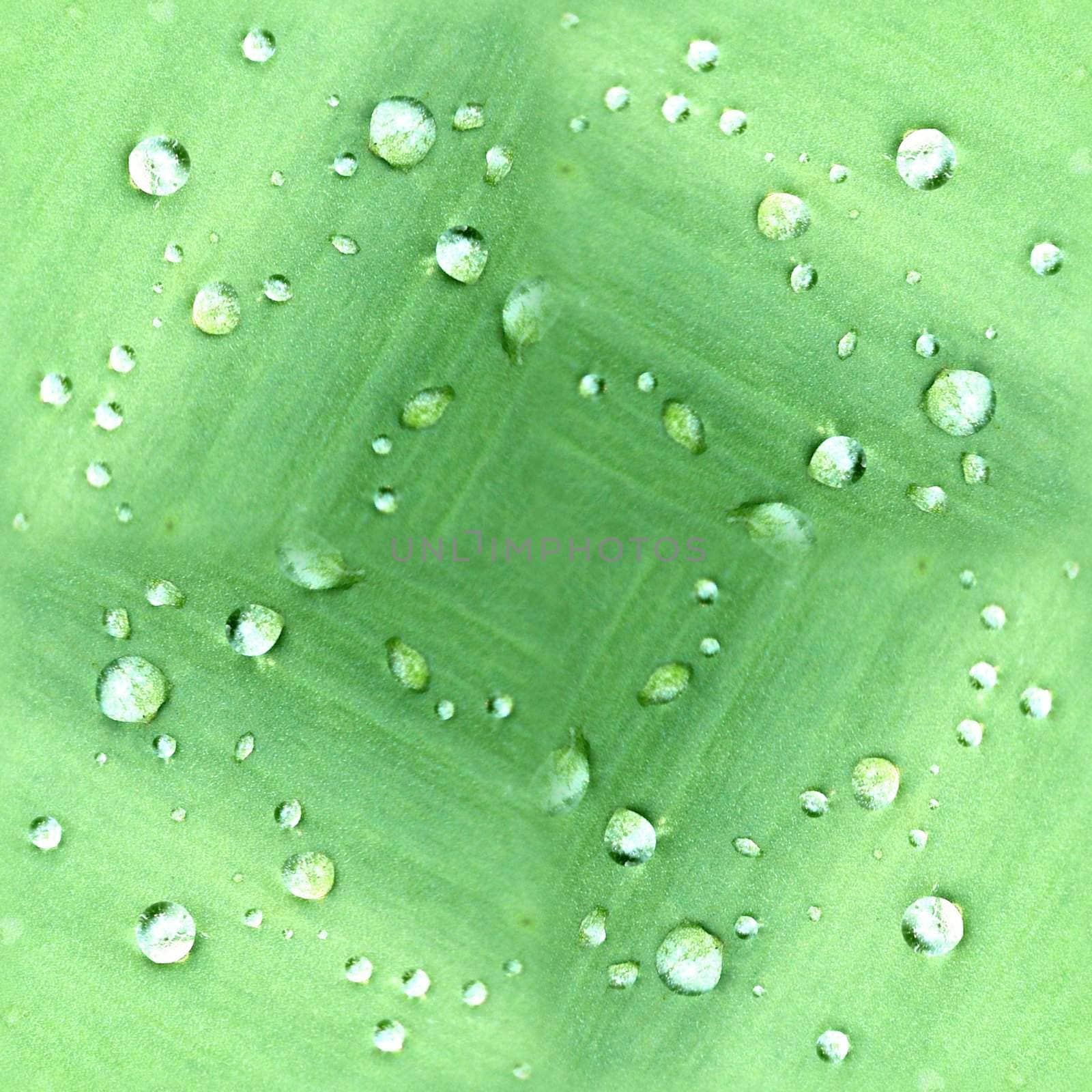 Seamless tile pattern made out of dew drops on leaves