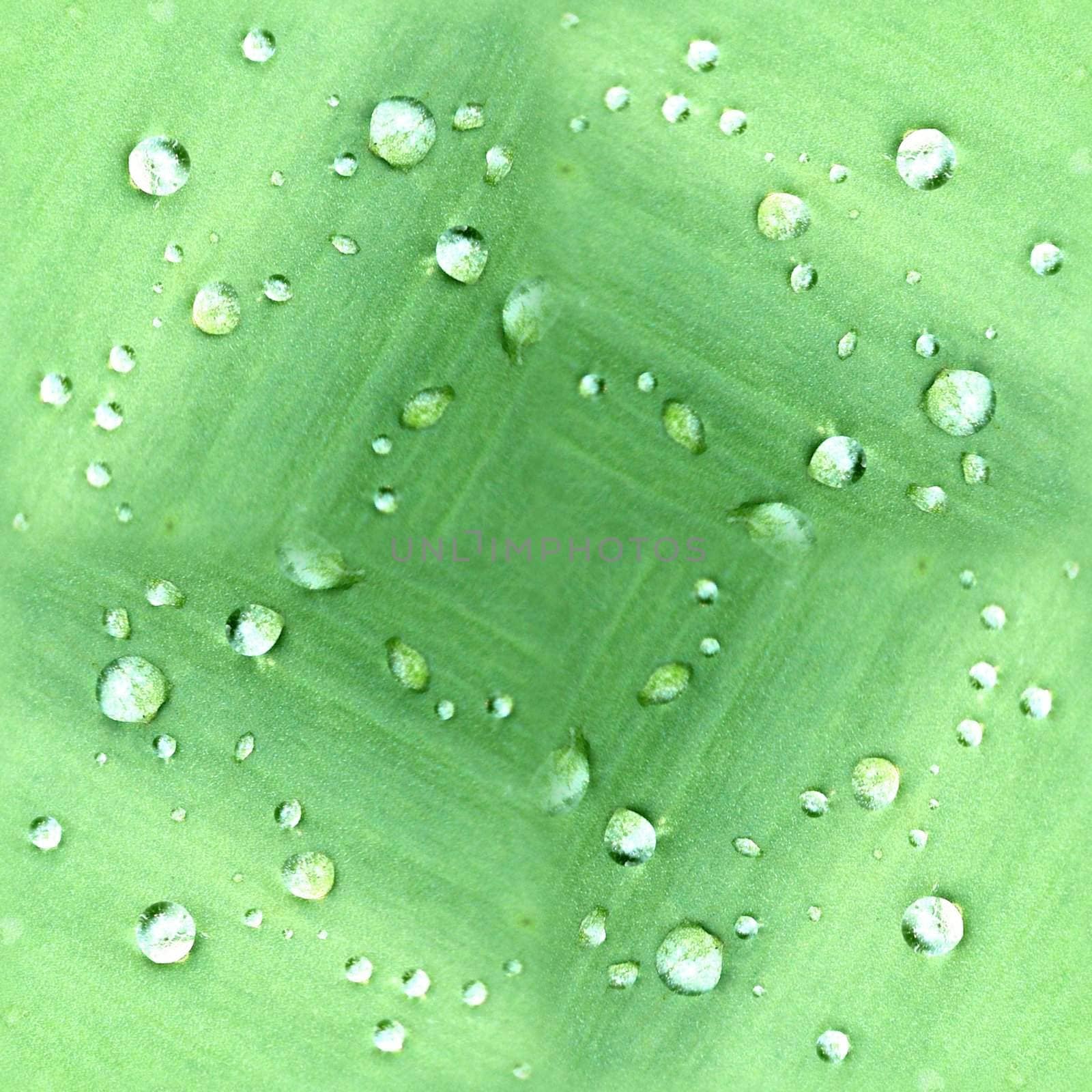 Seamless tile pattern made out of dew drops on leaves