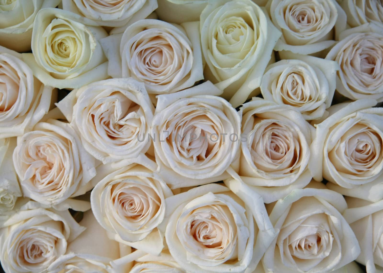 A flower arrangement with soft pink and white roses