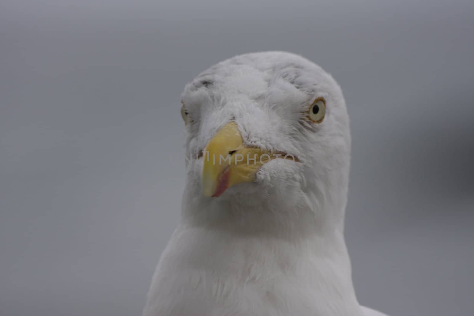 portrait of a young and wild seagull