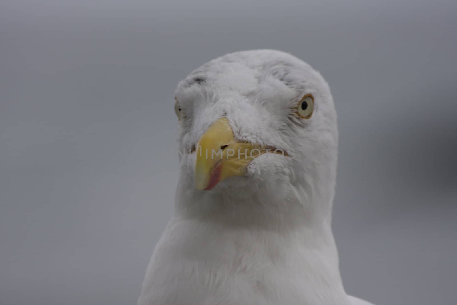 portrait of a wild seagull by macintox