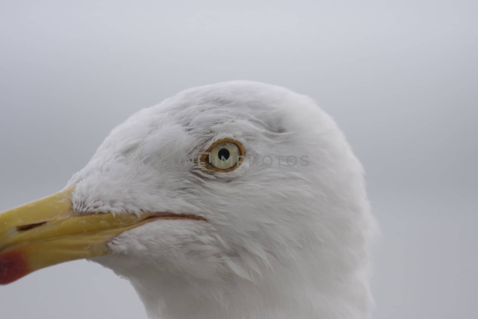 portrait of a wild seagull by macintox