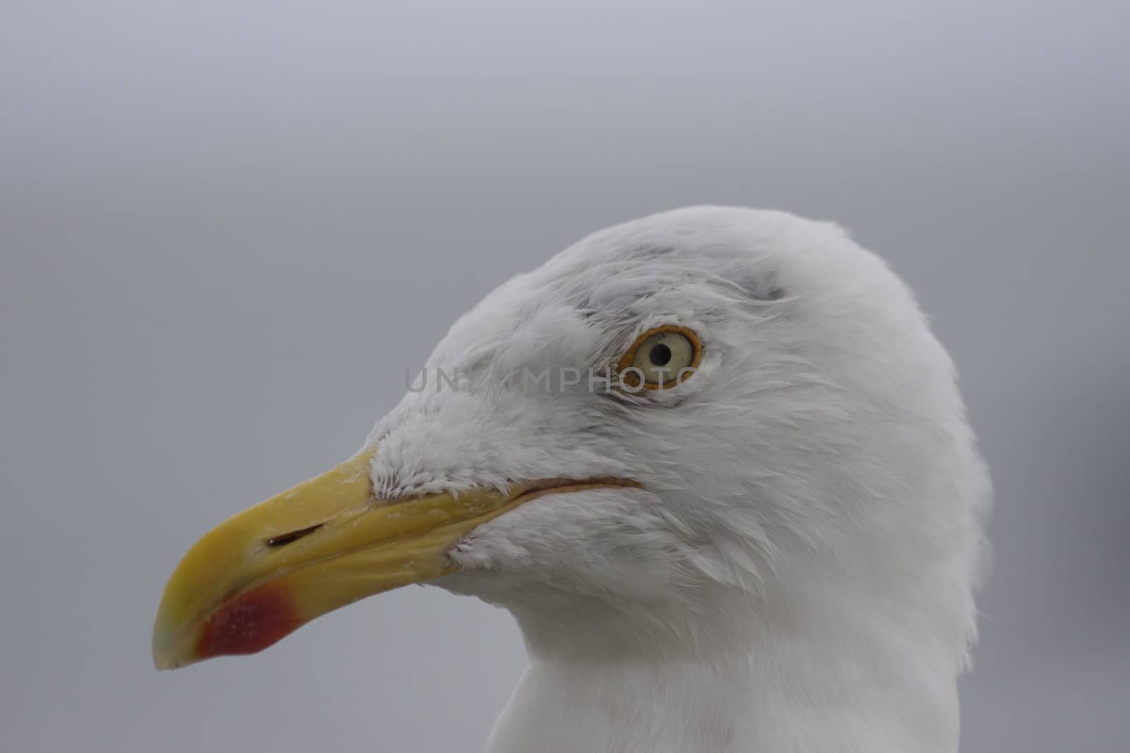 portrait of a wild seagull by macintox