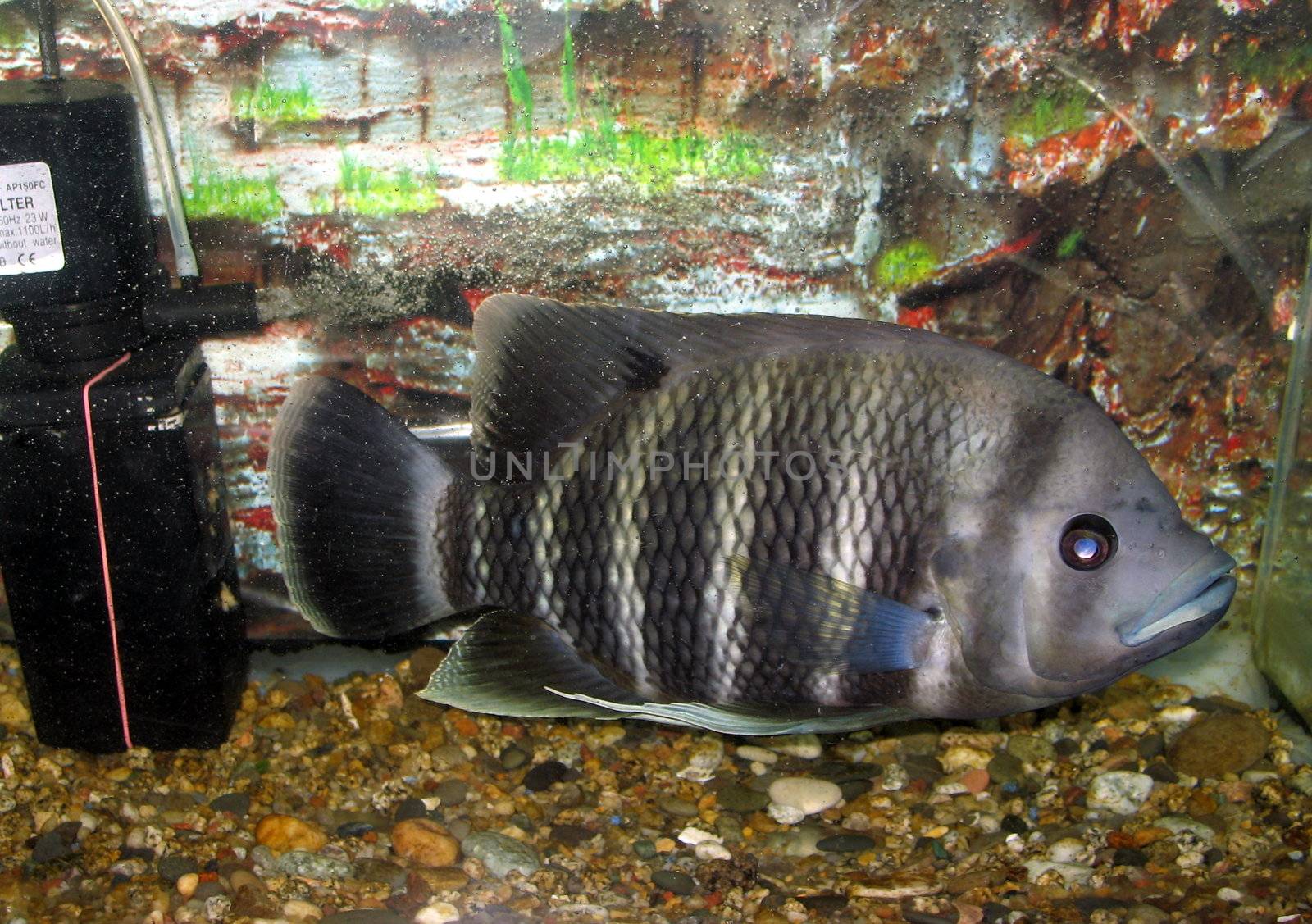 Striped fish floats in an aquarium by SergeAT