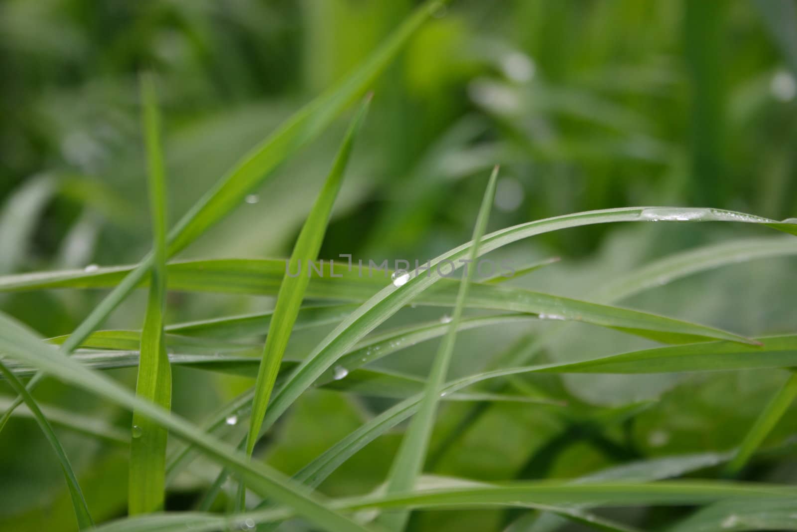 Early dew