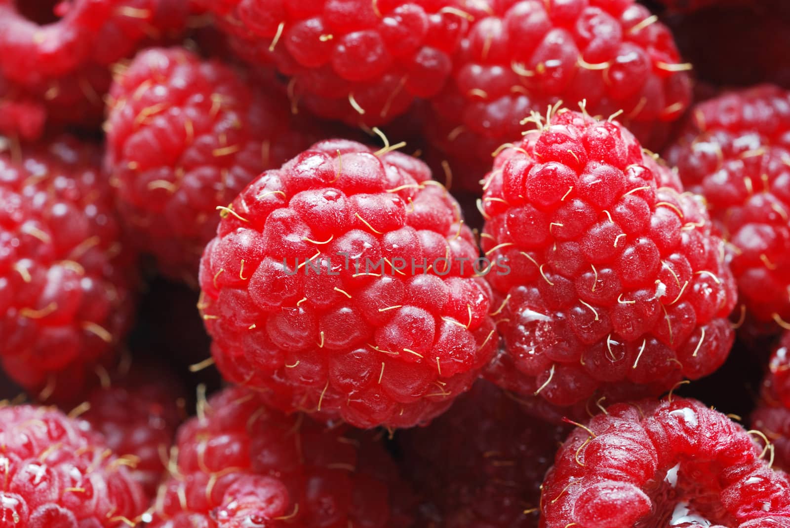 A close up of ripe raspberries with water drops. 