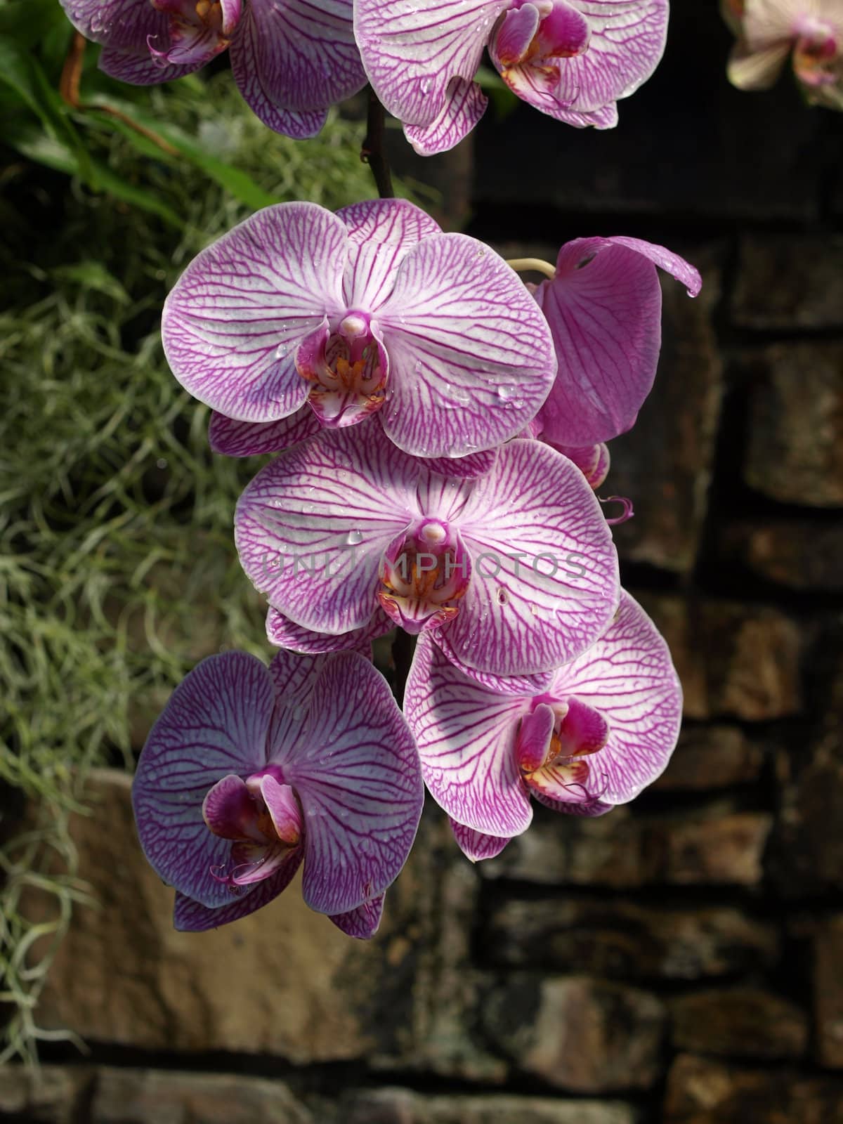 Purpil Orchids hanging in a garden and in full bloom