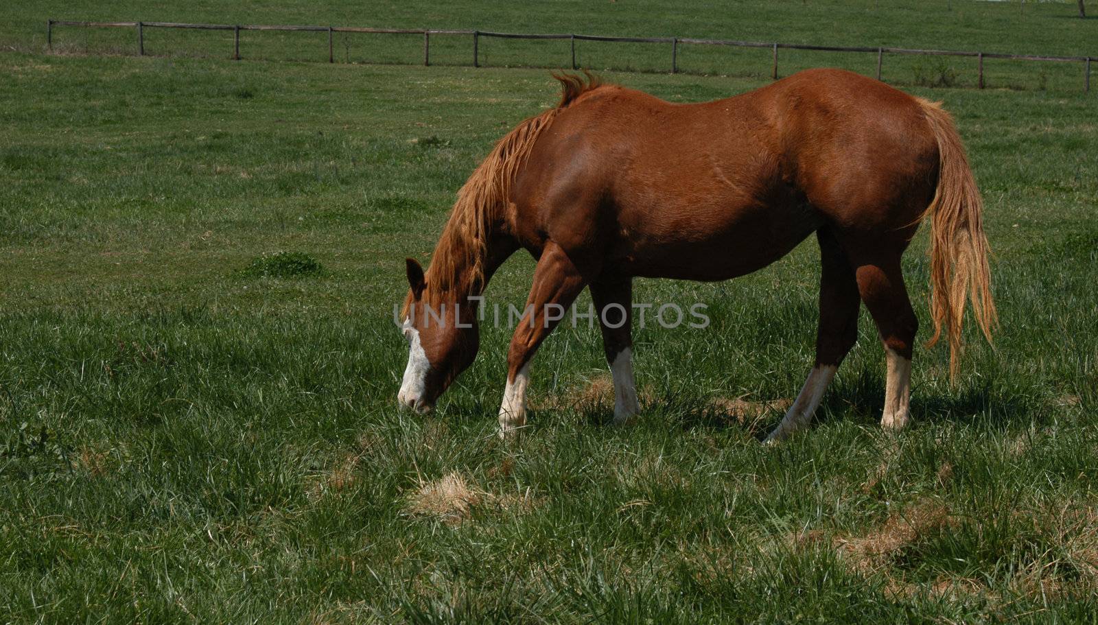 A horse eating grass in the pasture
