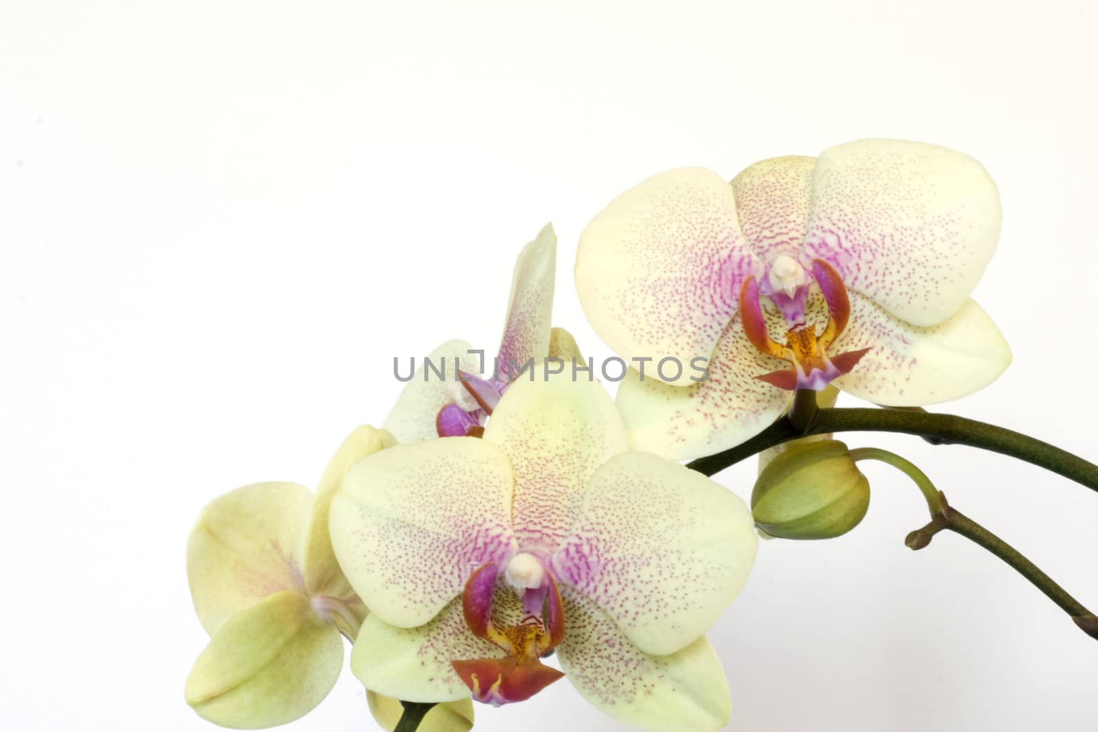 Beautiful orchid isolated on white