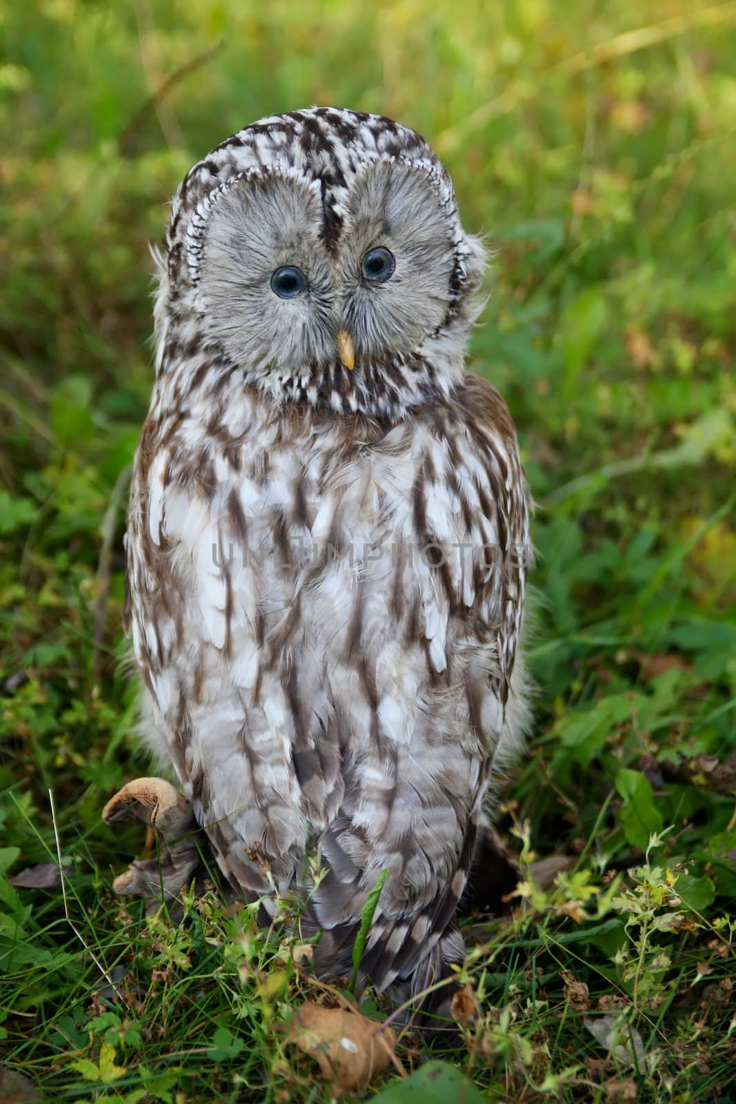 solitary owl sitting on green glade