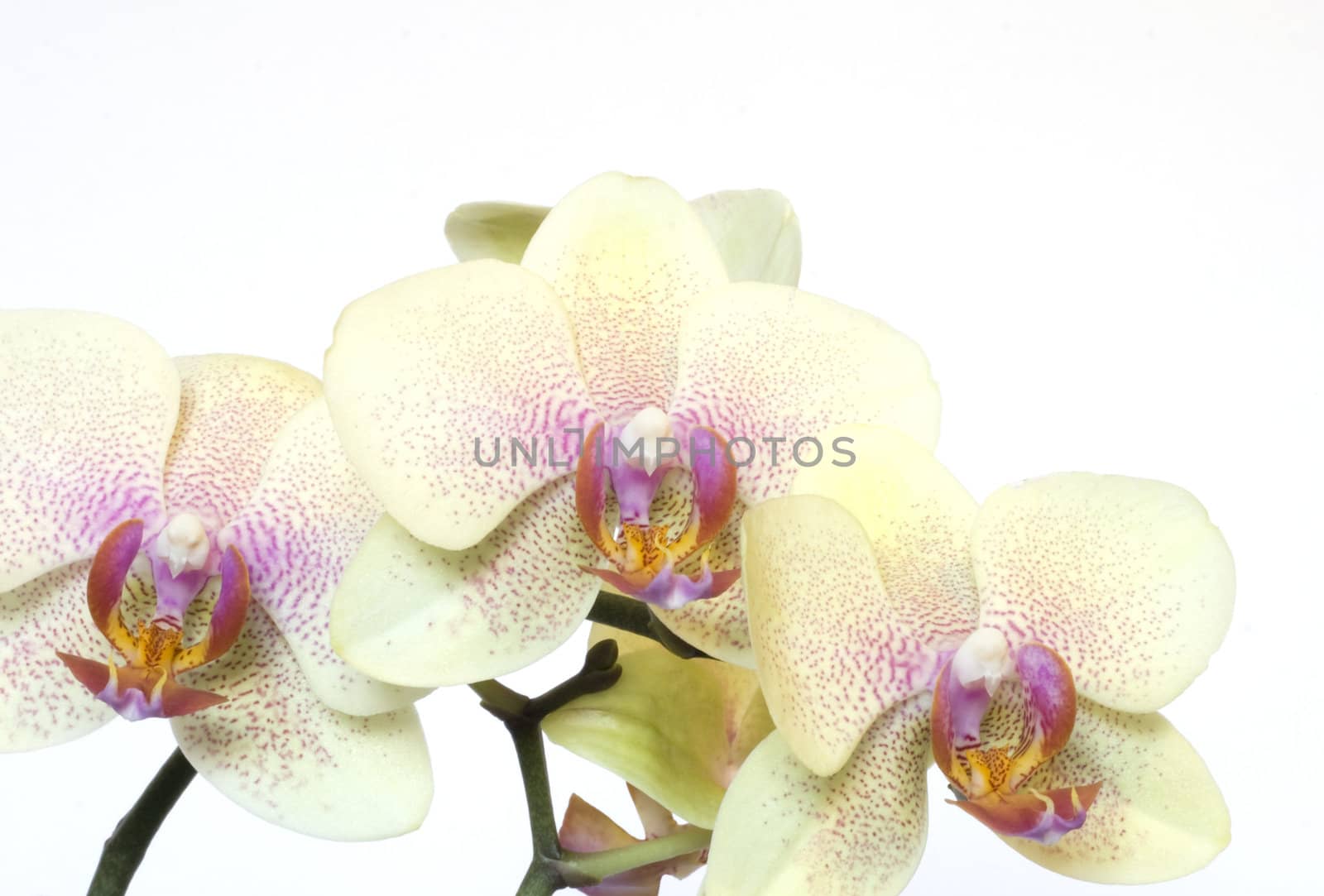 Beautiful orchid isolated on white