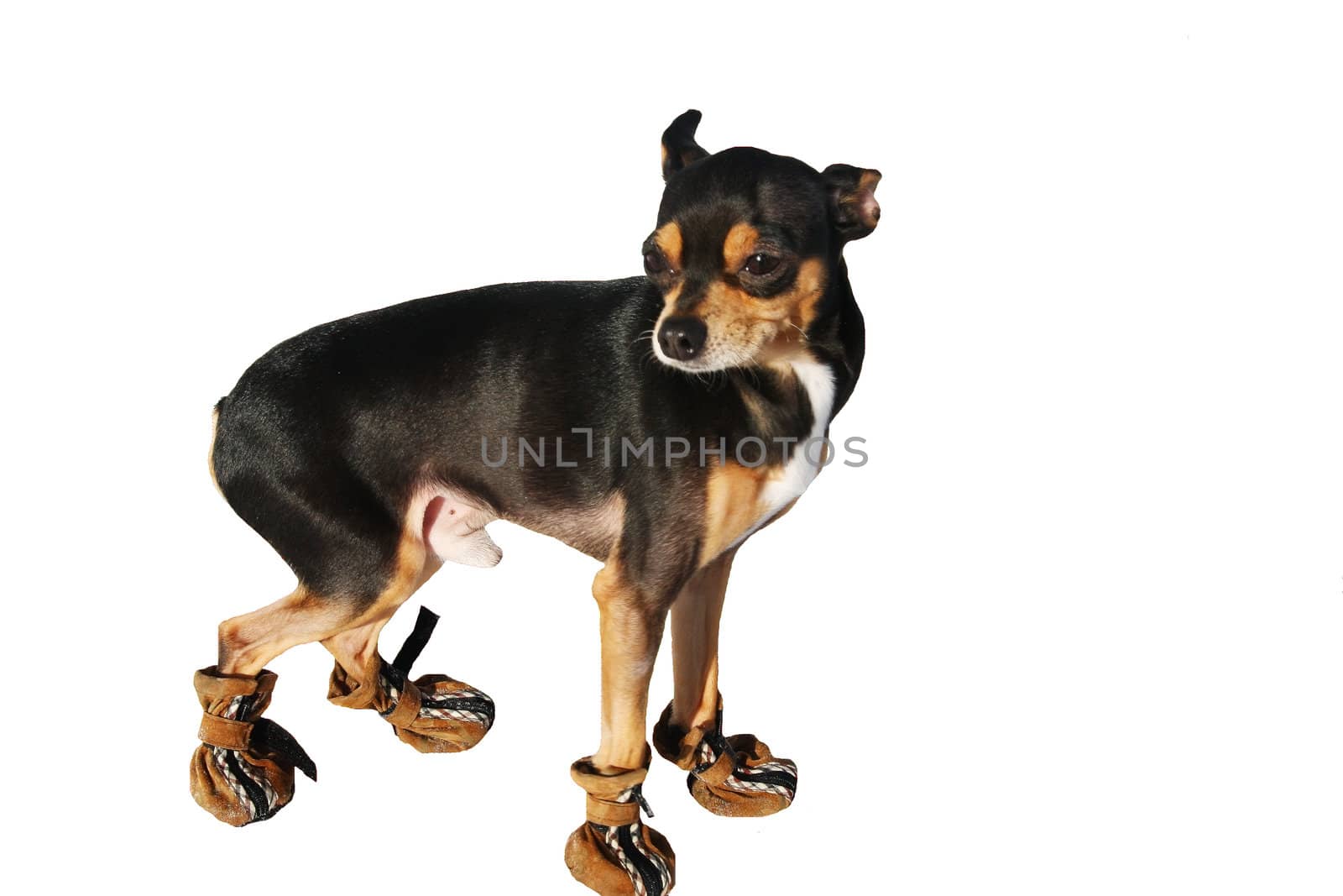 small pawl in  footwear on white background