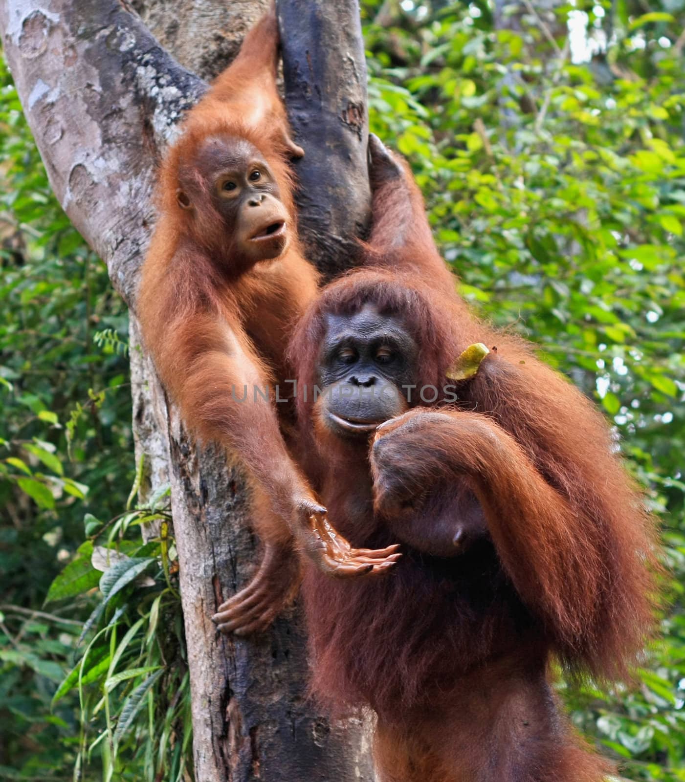  two orangatang