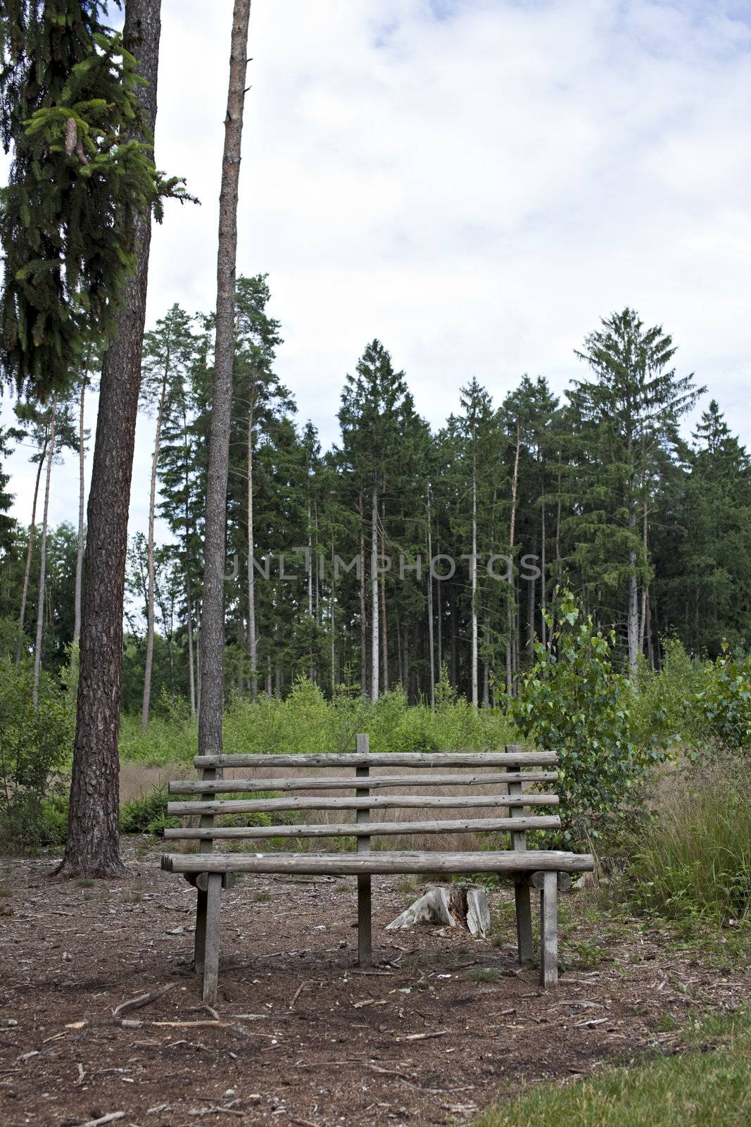 wooden bench in a spruce forrest in early summer by bernjuer