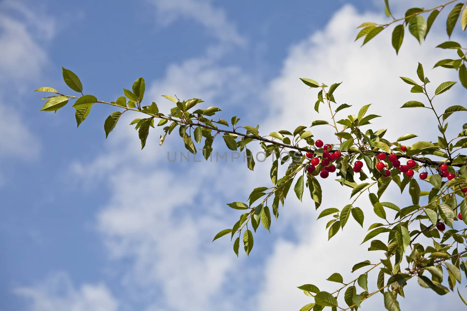 ripe red cherries in a tree on a sunny day by bernjuer