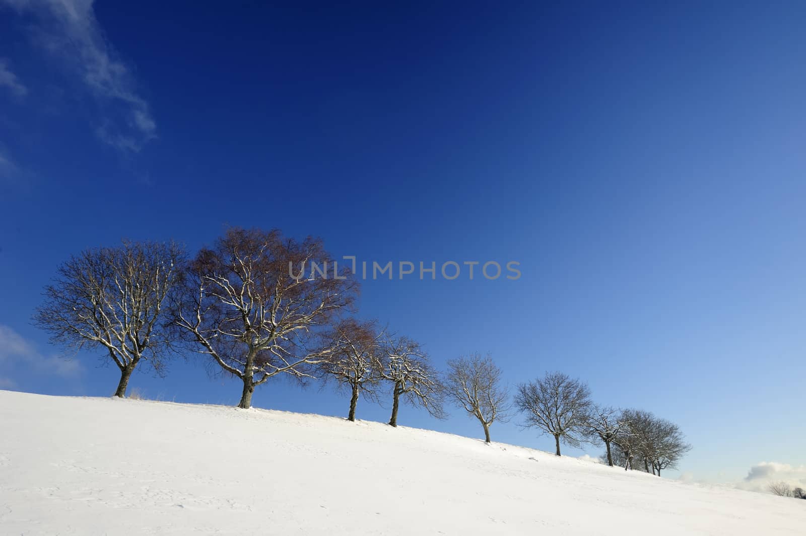 A line of trees in a snowy winter landscape. Space for text in the sky.