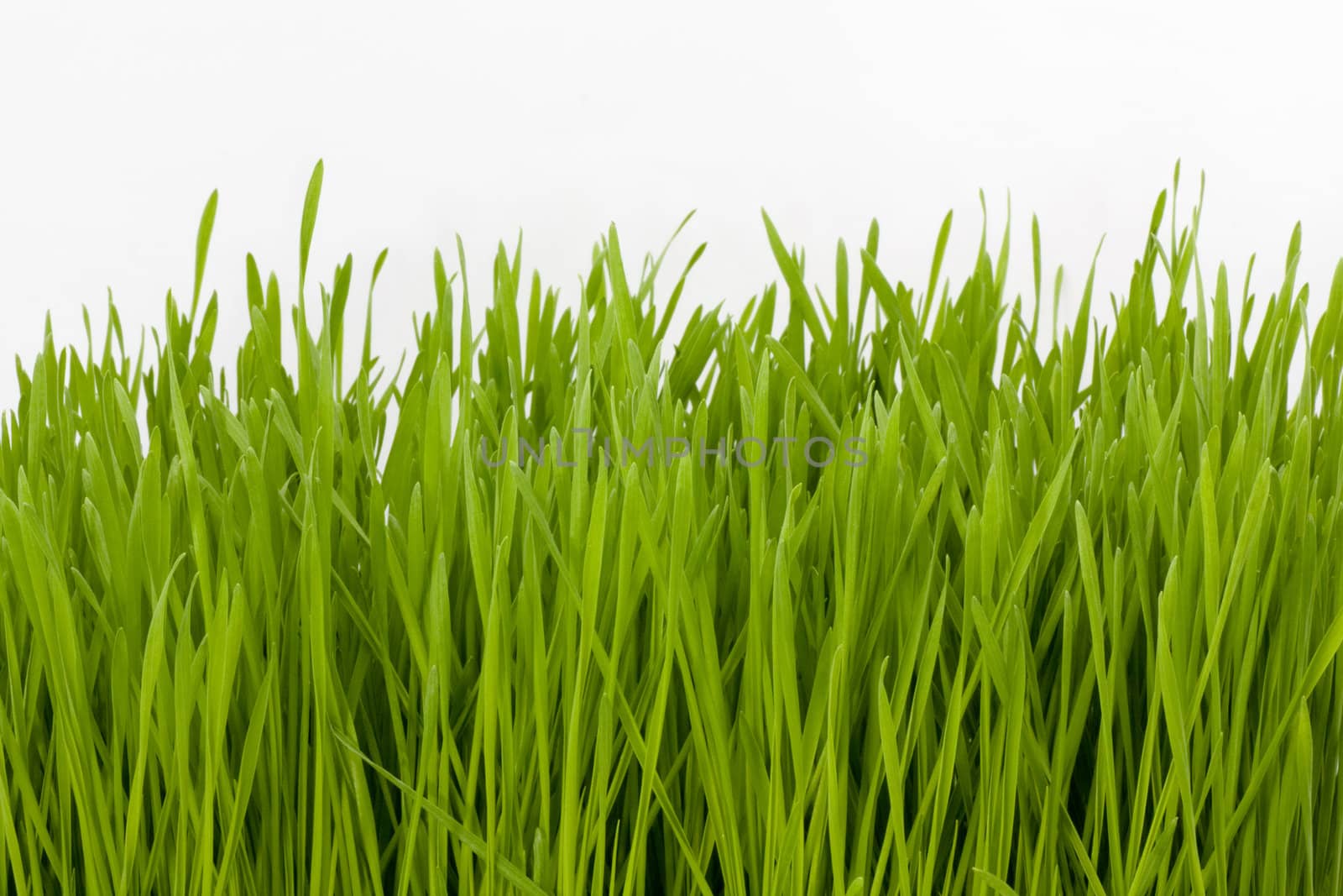 grass by davincidig2