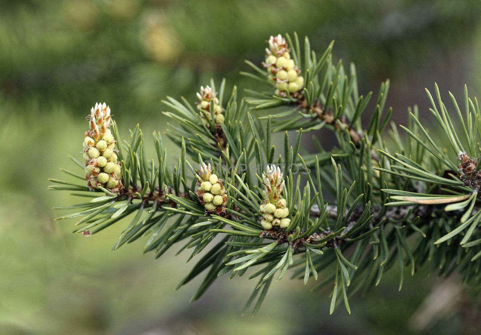 Young runaways of a pine in forest 