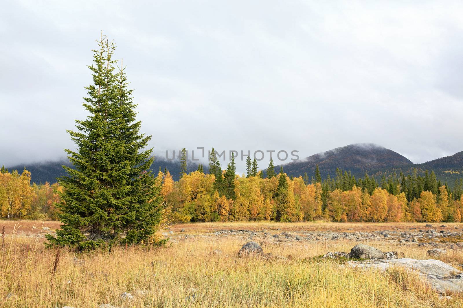 Autumn landscape with a fir against mountains