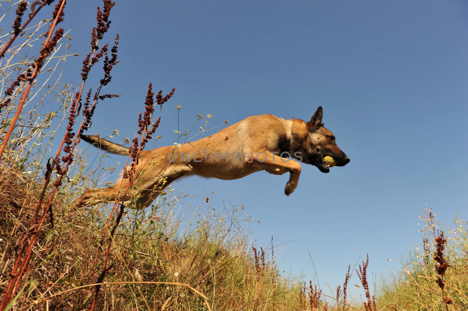 portrait of a jumping purebred belgian shepherd malinois