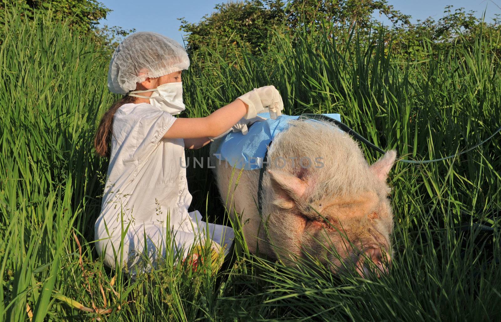 child playing with a pig and risk th swine influenza flu