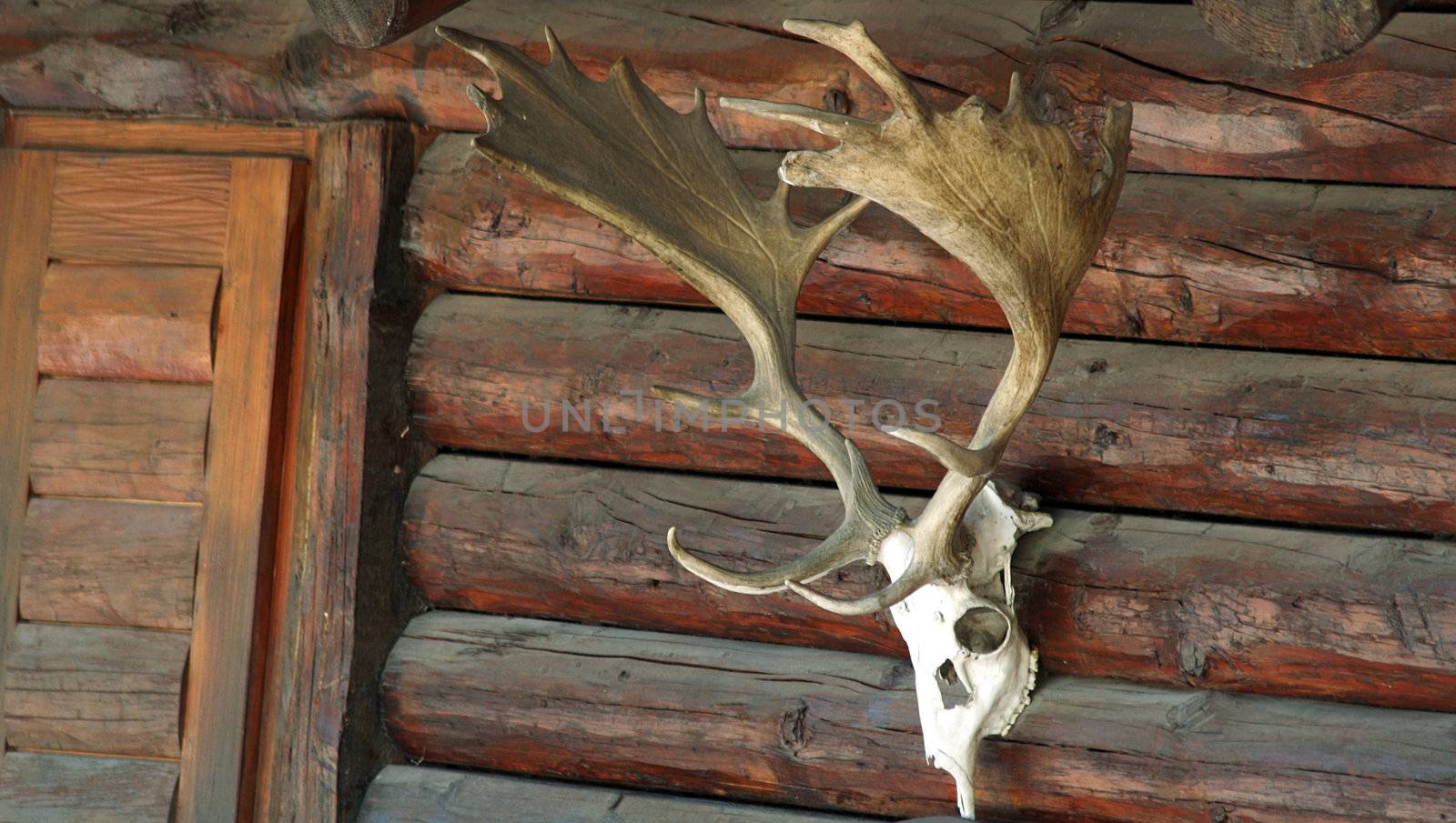 skull with horns on a hunting lodge