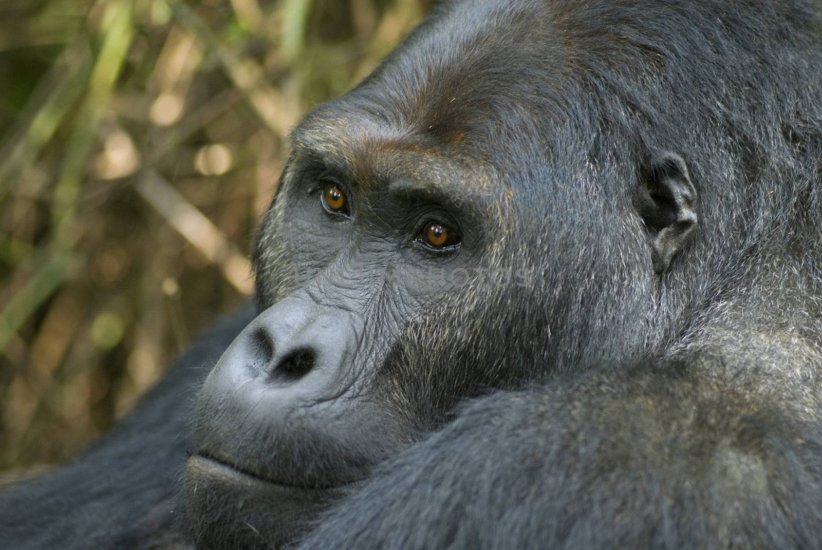 Portrait of an Eastern Lowland Gorilla in Wildlife by stockbymh