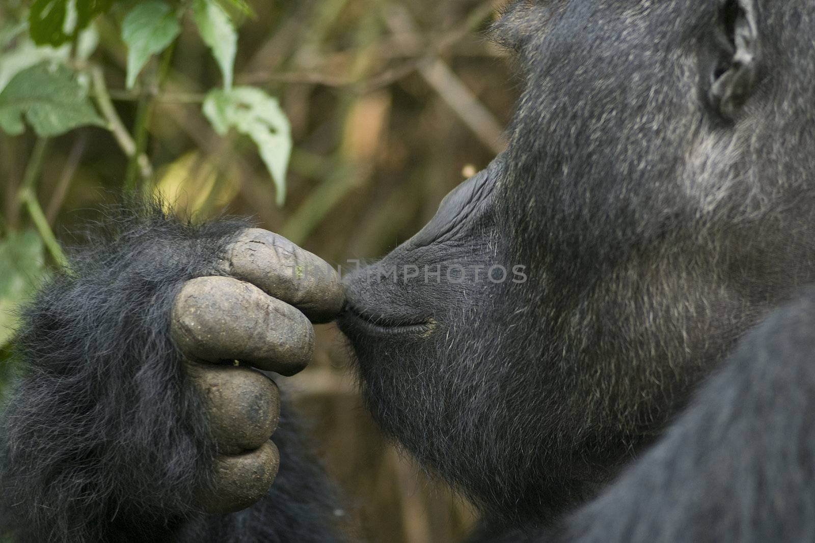 A closeup portrait of a silver back gorilla of the sub-species "Eastern Lowland Gorilla" (gorilla beringei graueri). Shot in wildlife (not a zoo-shot!) in Kahuzi Biega National Park in the Eastern part of the Democratic Republic of Congo, close to the boarder of Rwanda.

Note: focus on the lips


