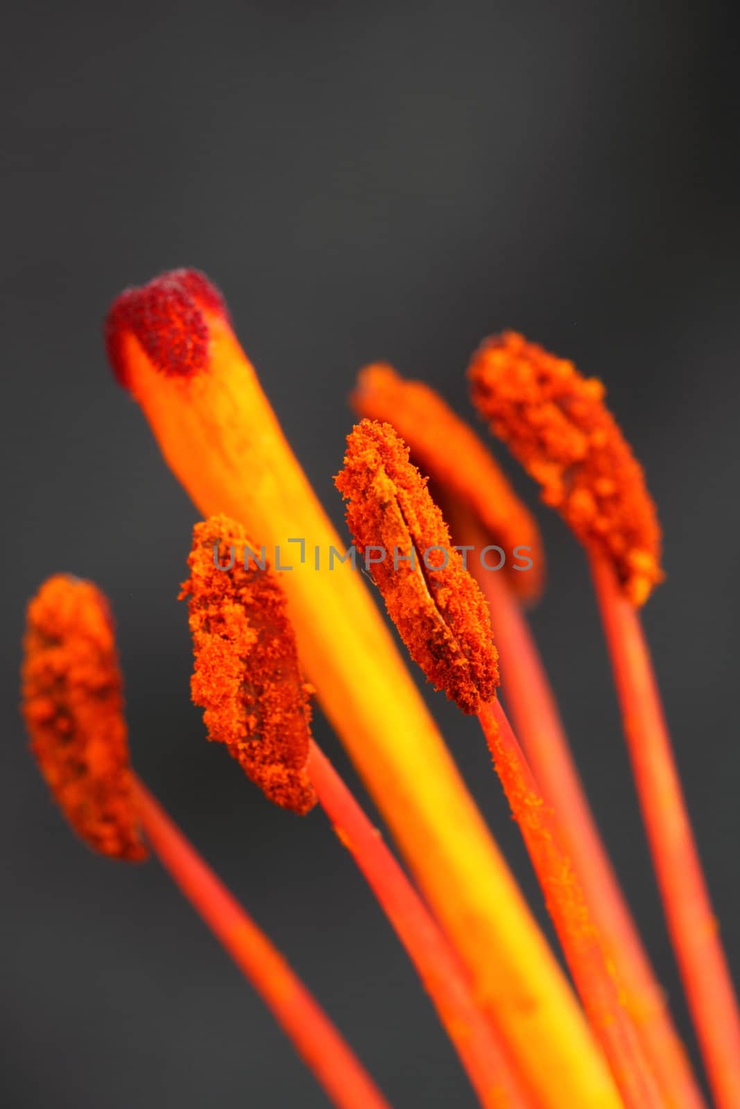 stamens