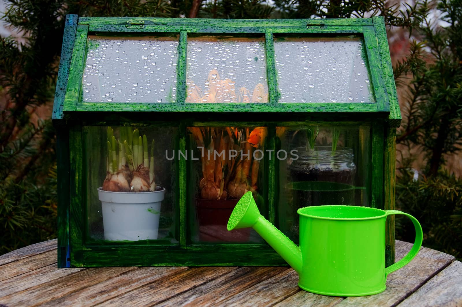 A mini greenhouse and a watering can outside in a garden on a rainy day