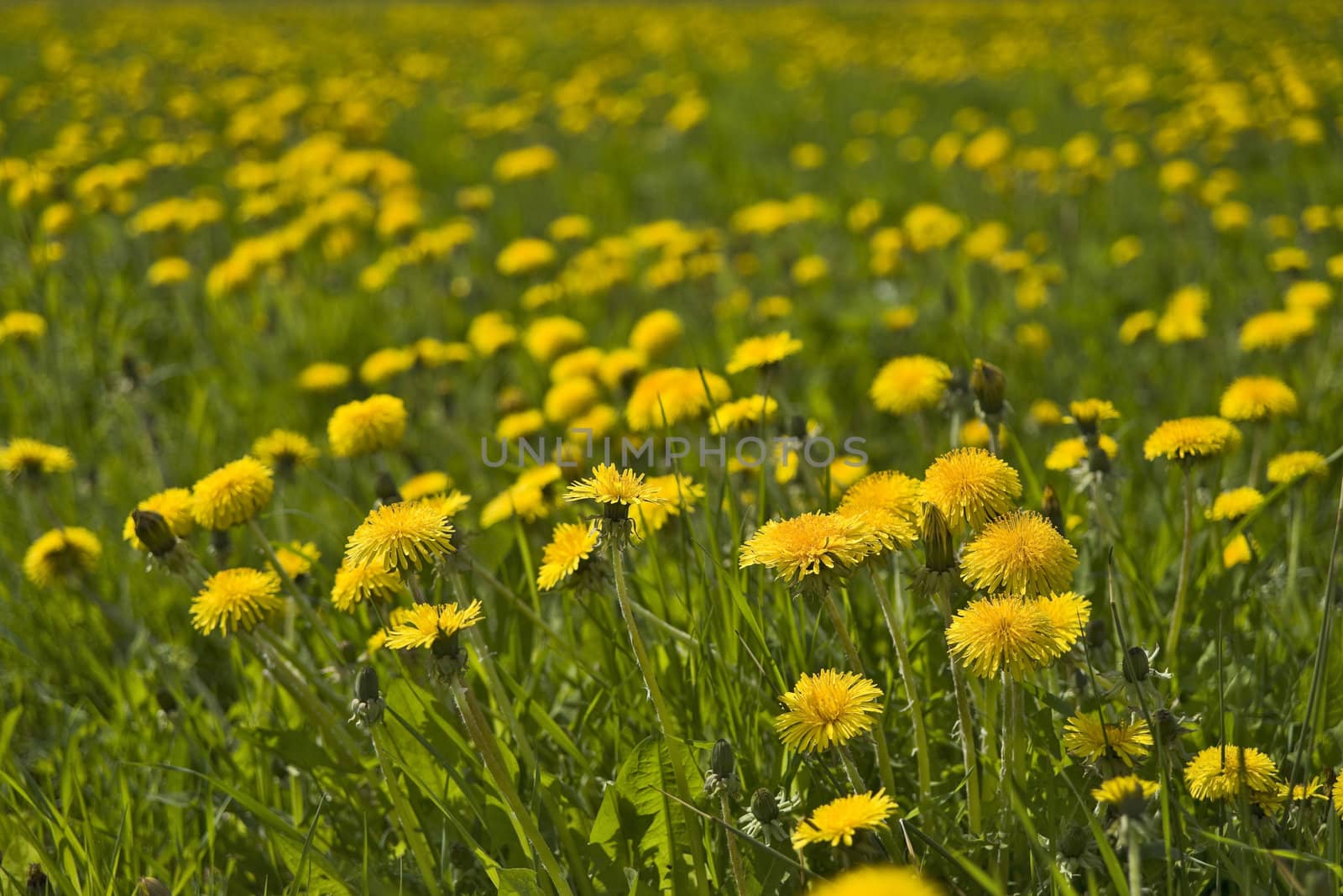 Yellow dandelions field by mulden