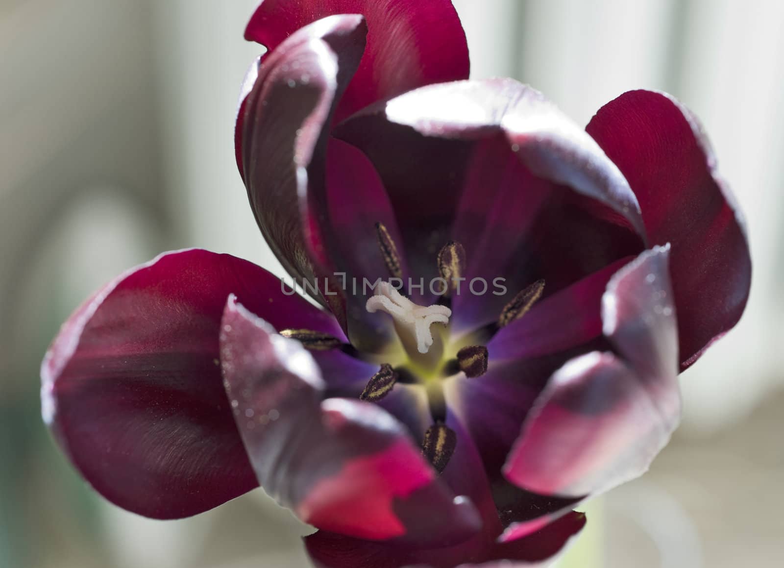 Dark tulip close up by mulden