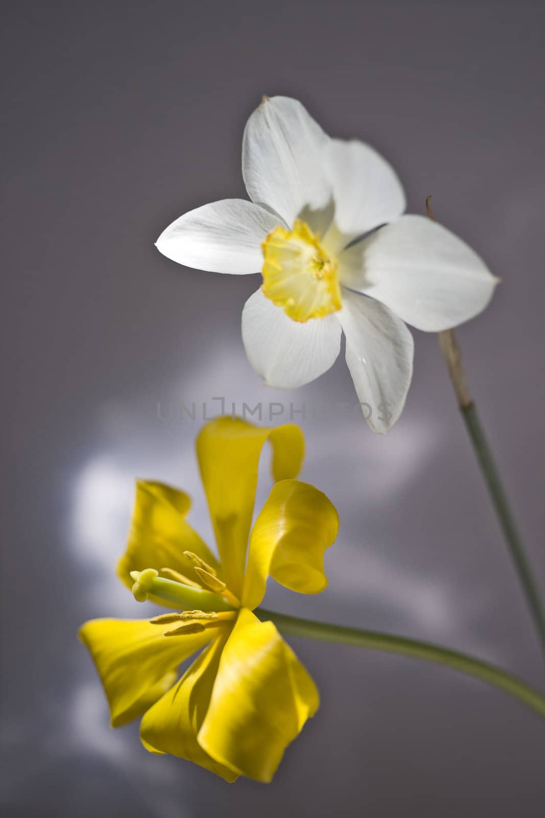 Yellow tulip in focus and white narcissus 