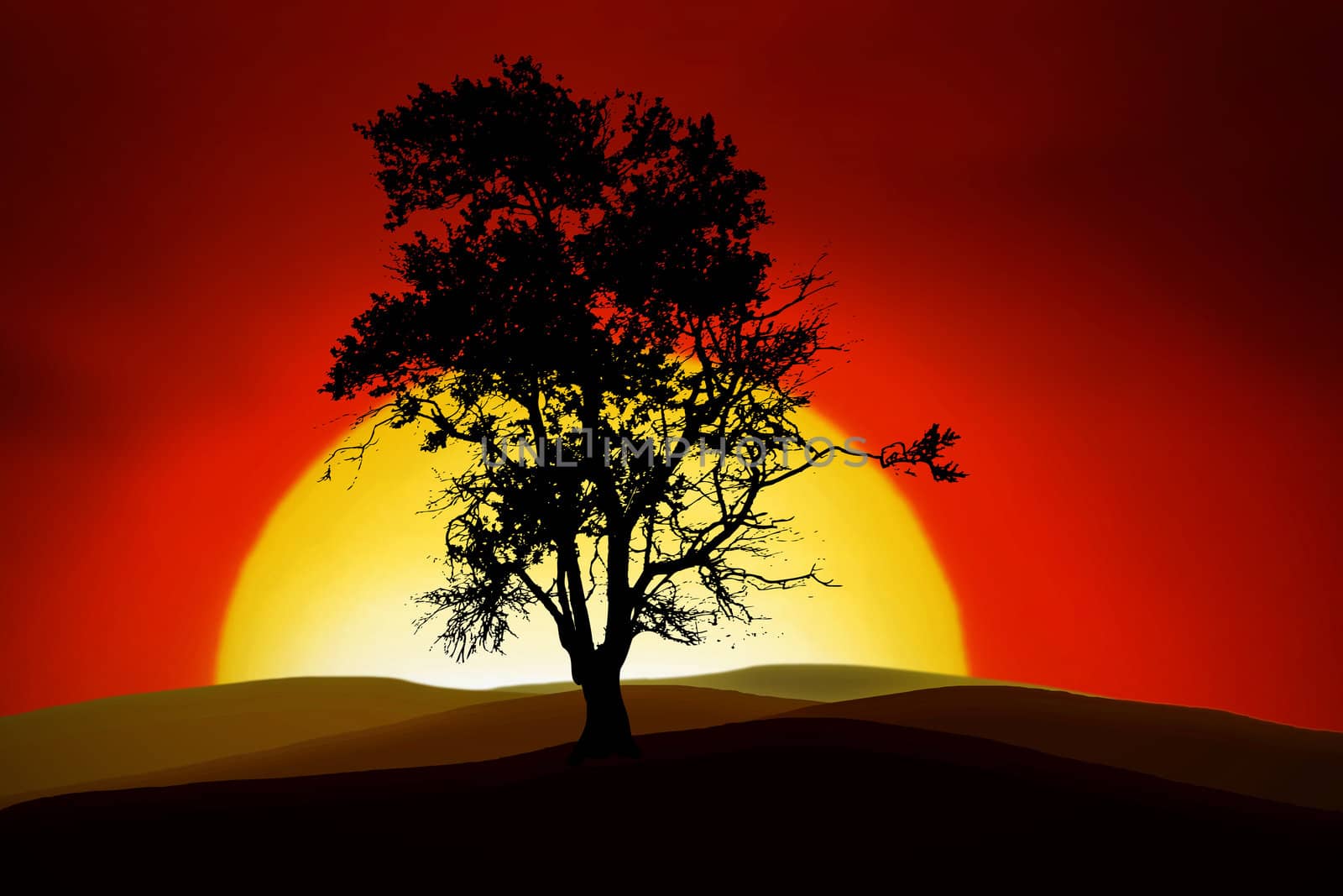 silhouettes of an romantic tree in the sunset