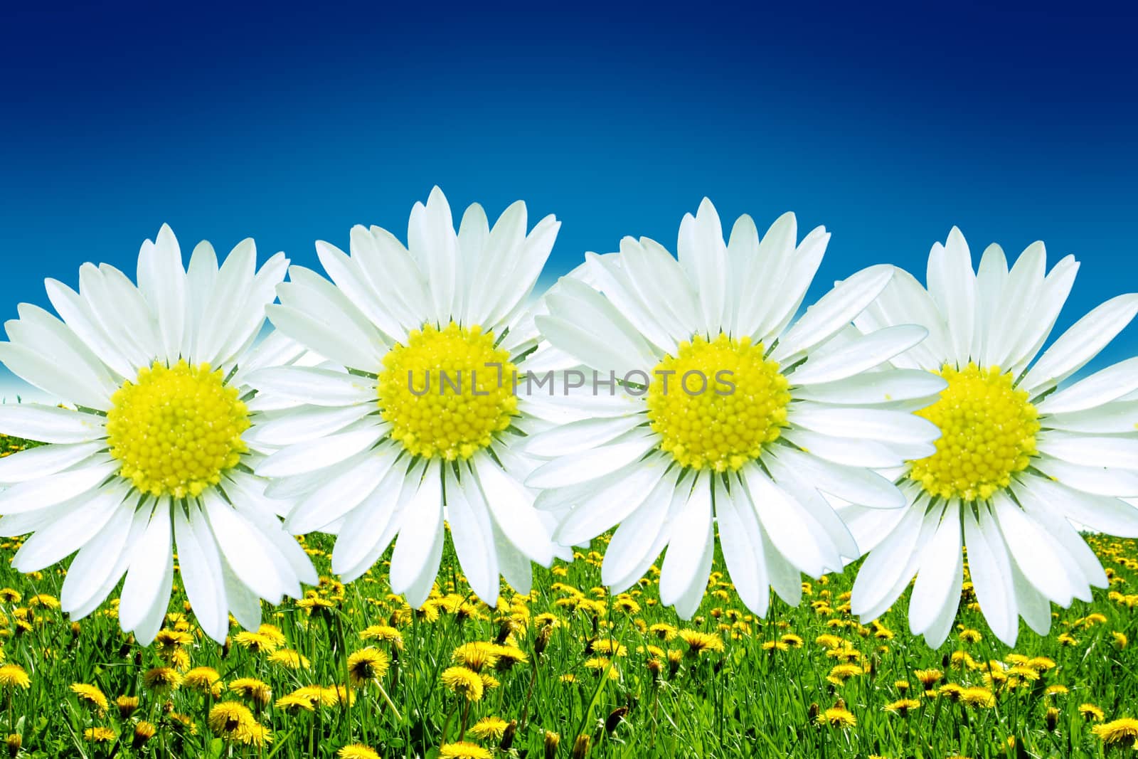 Colors of the beautiful spring with flowers and blue sky