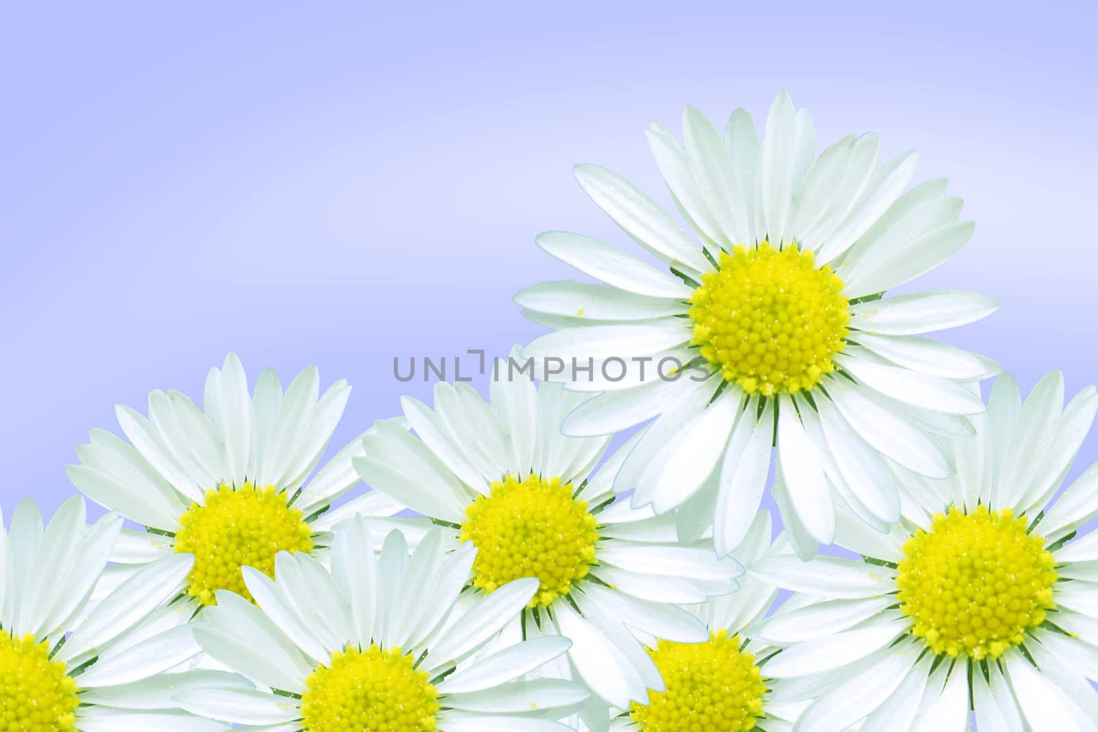 Colors of the beautiful spring with flowers and blue sky