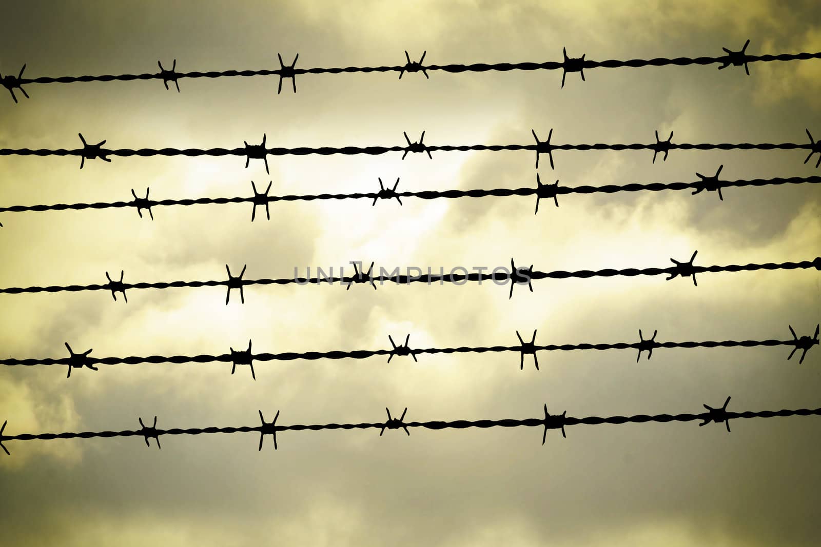 Barbed wire by Hasenonkel