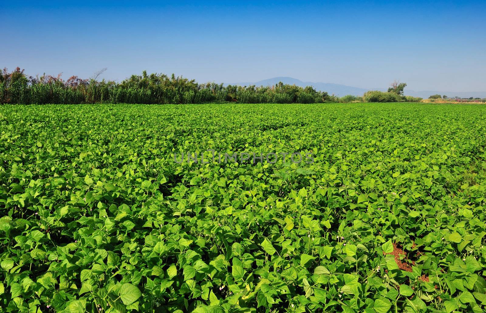 Large bean plantation in southern Greece under a clear morning blue sky