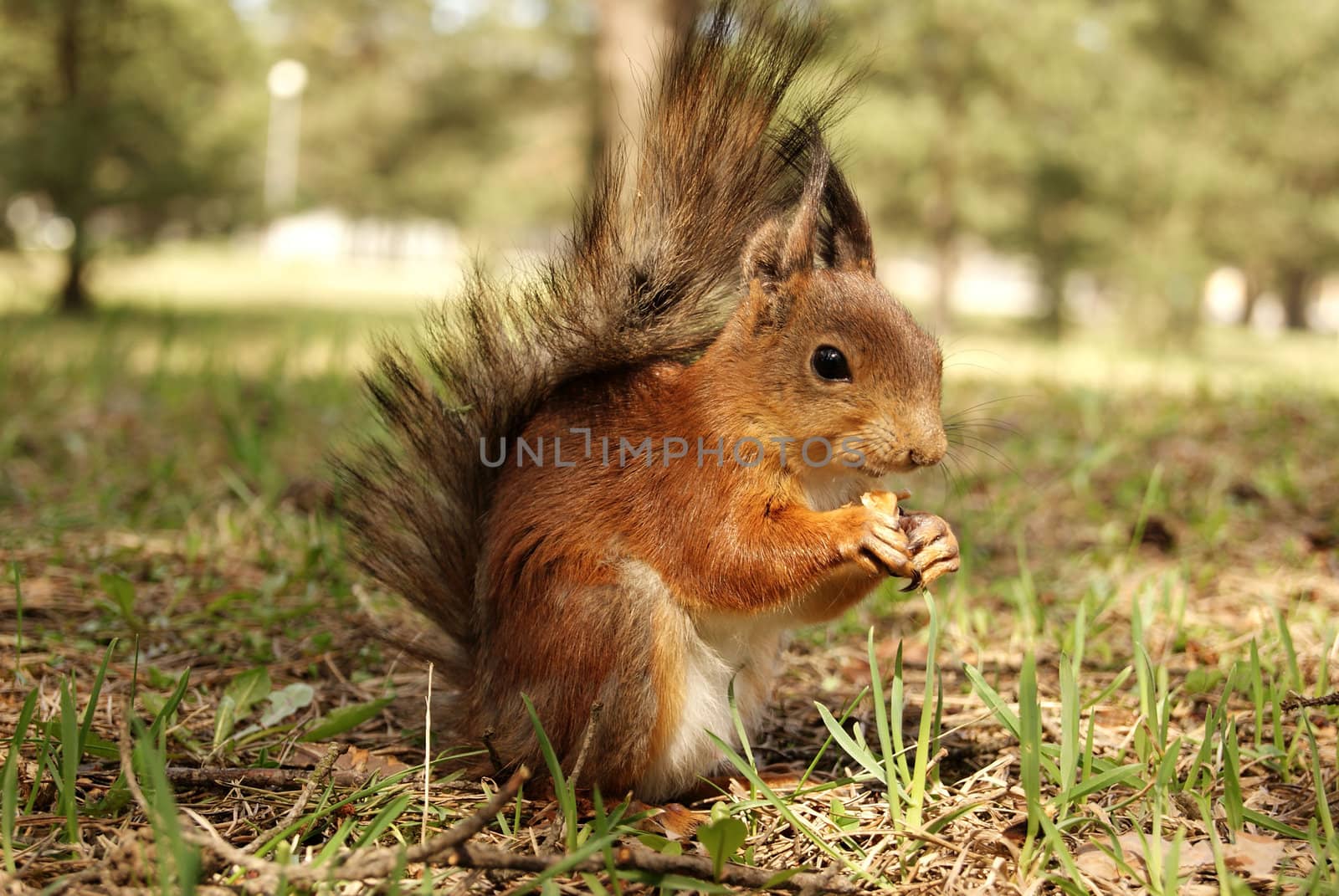 squirrel by andrei_kolyvanov