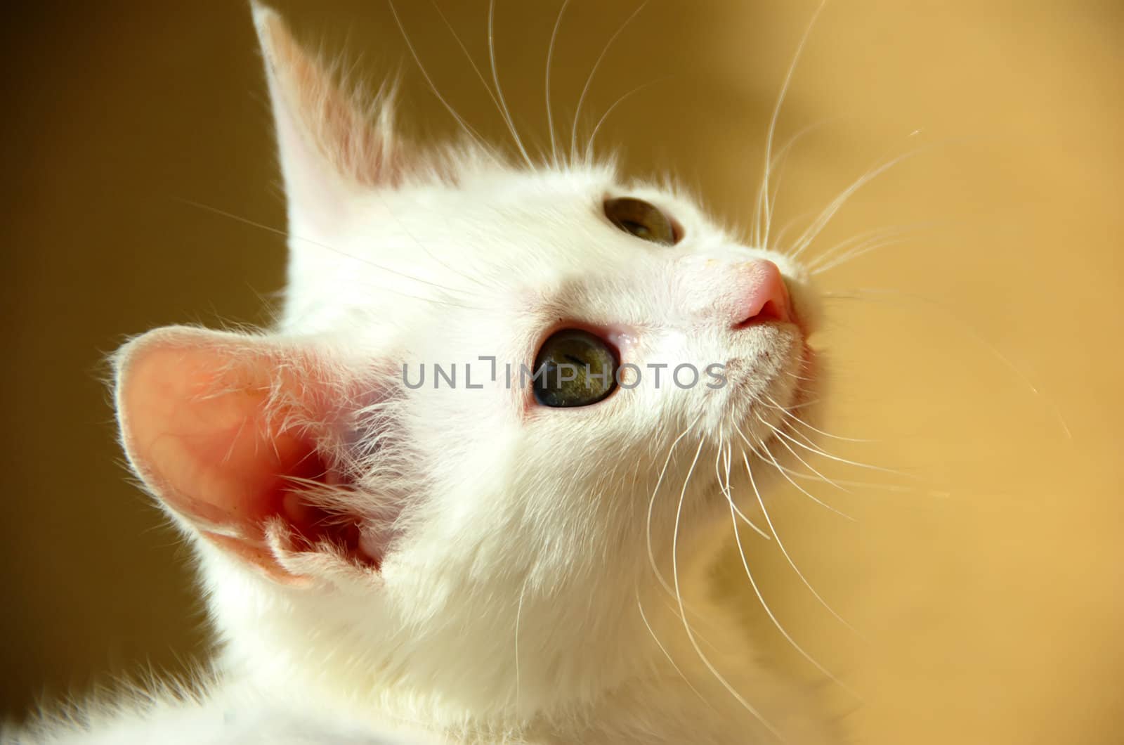 sweet little white kitten with green eyes