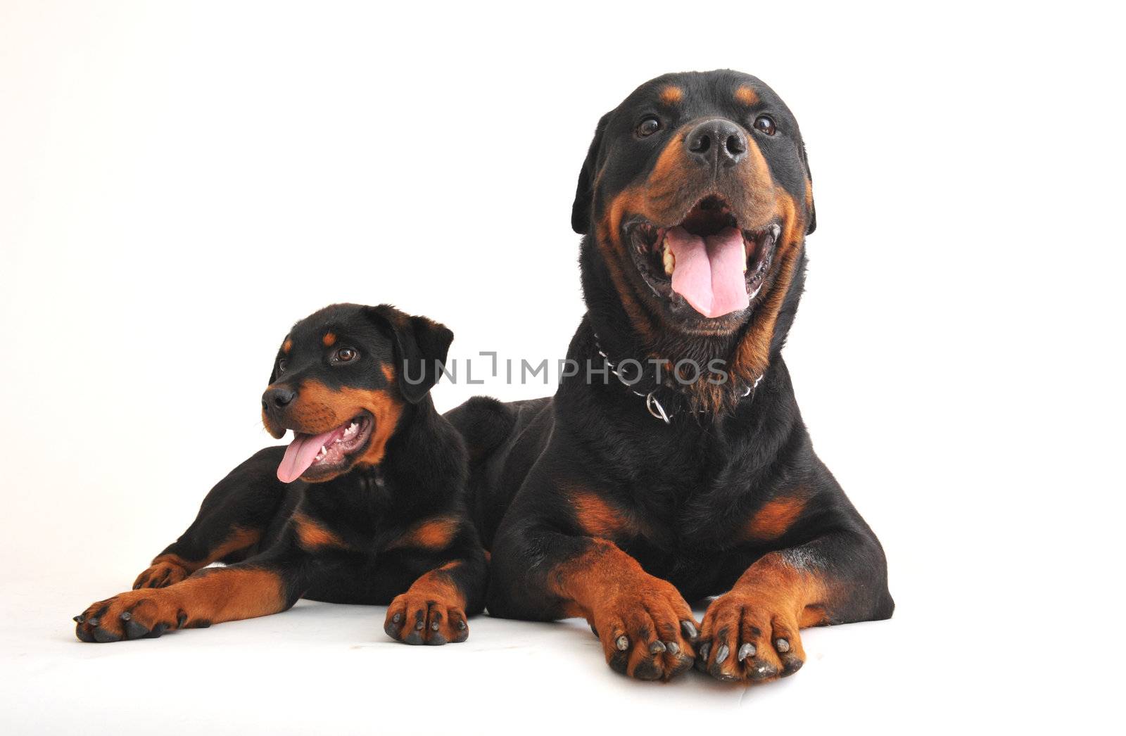 portrait of an adult rottweiler and his puppy 
