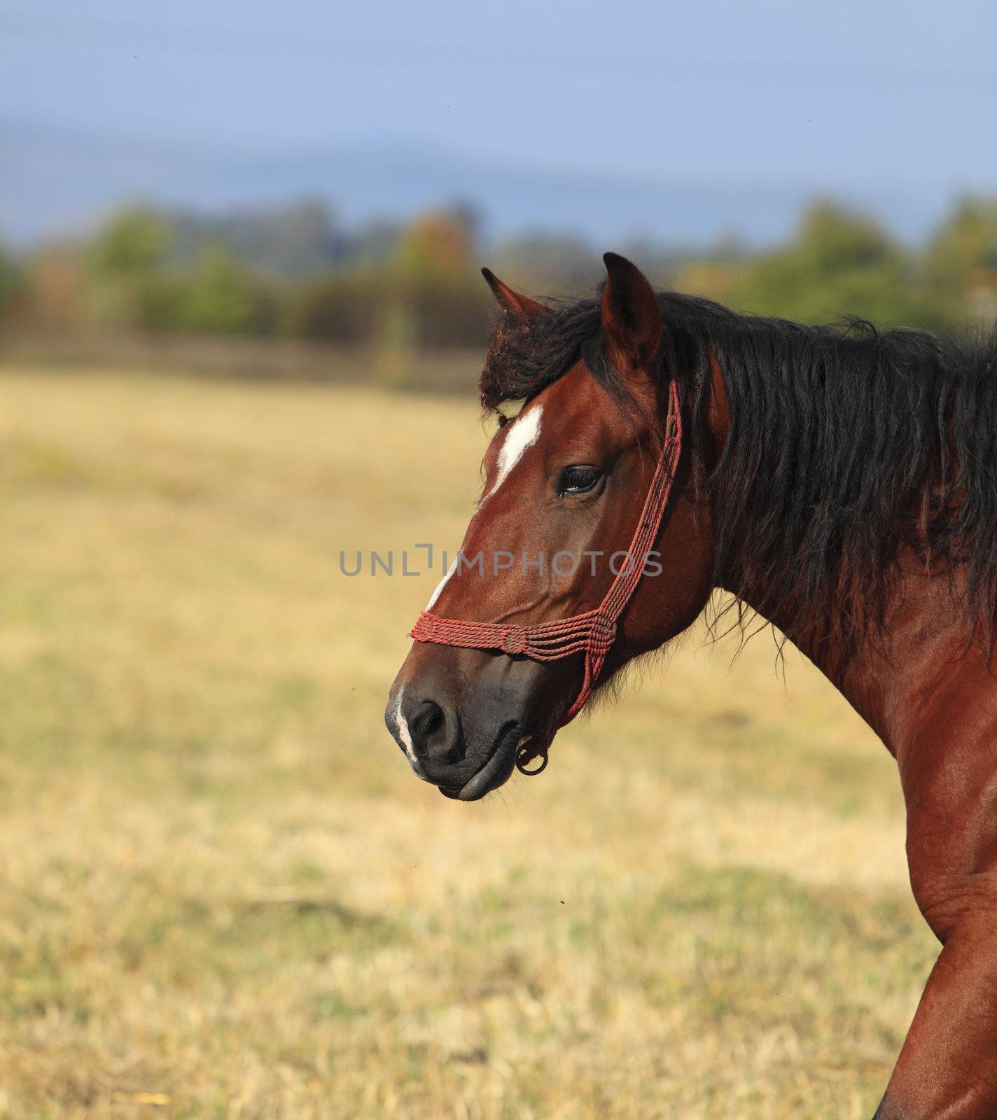 Profile of a horse in front of the herd of horses.