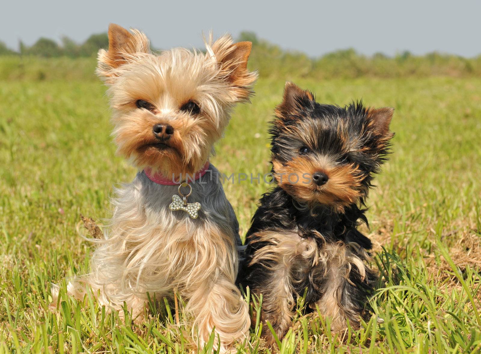 portrait of a female yorkshire terrier and her cute puppy