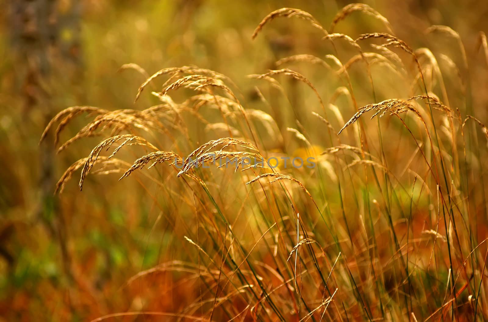 colorful ears of wheat over color background