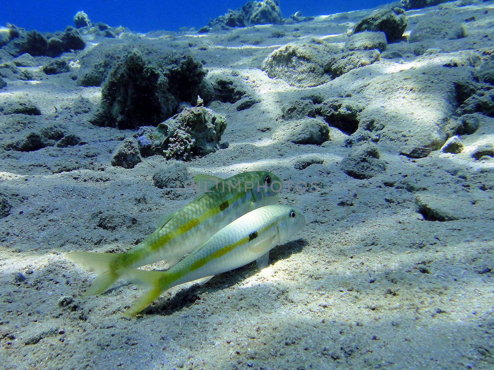 Two romantic fishes (Mullus) in red Sea (Dahab)                               