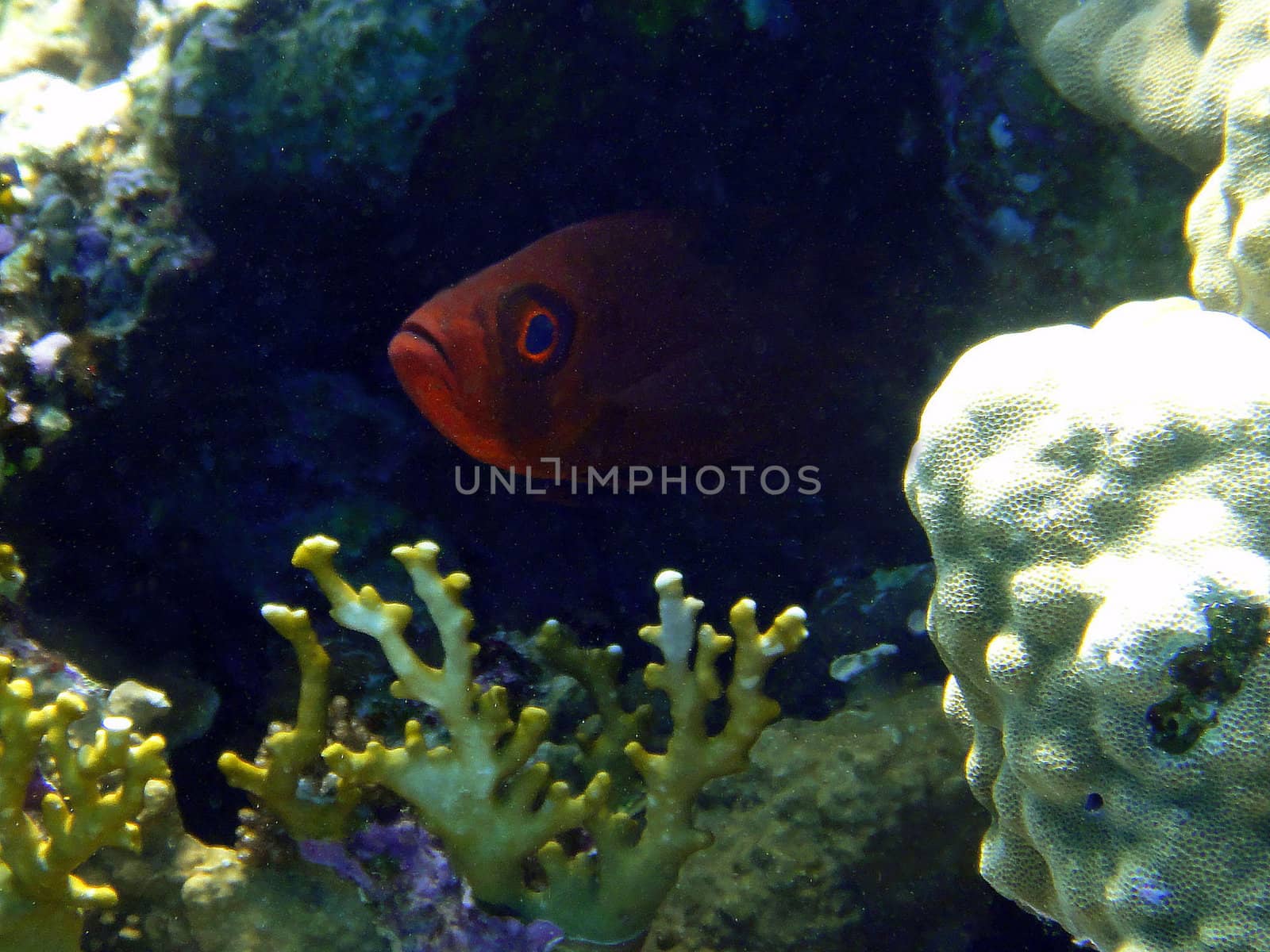 Red fish in an ambush by georg777